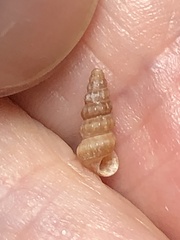 Cerithideopsis costata