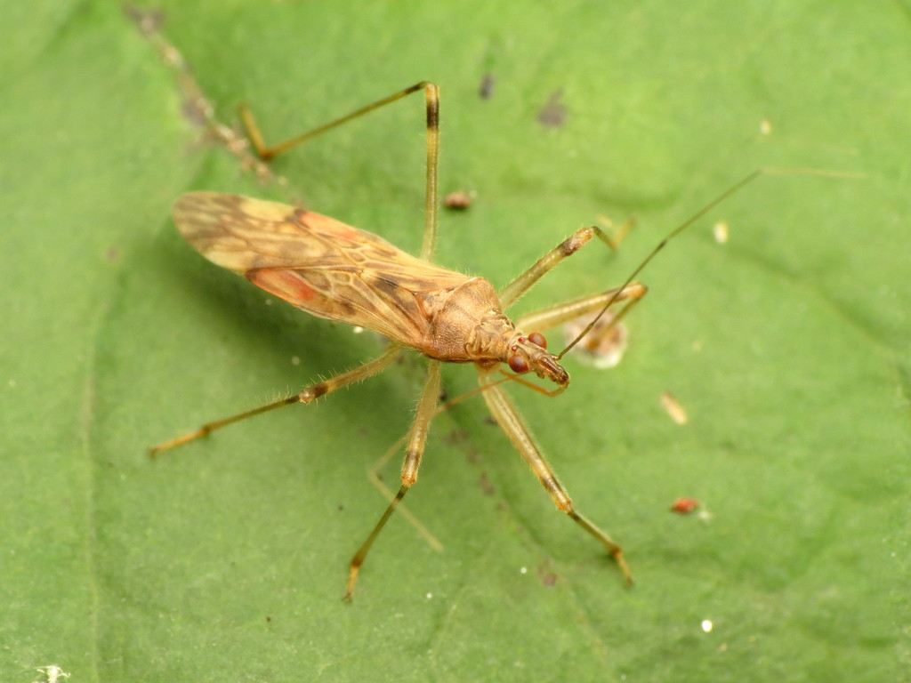 Lasiomerus constrictus