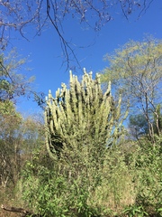 Stenocereus montanus