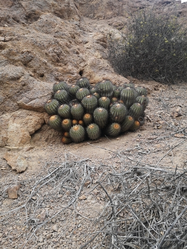 Copiapoa longistaminea