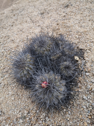 Copiapoa grandiflora