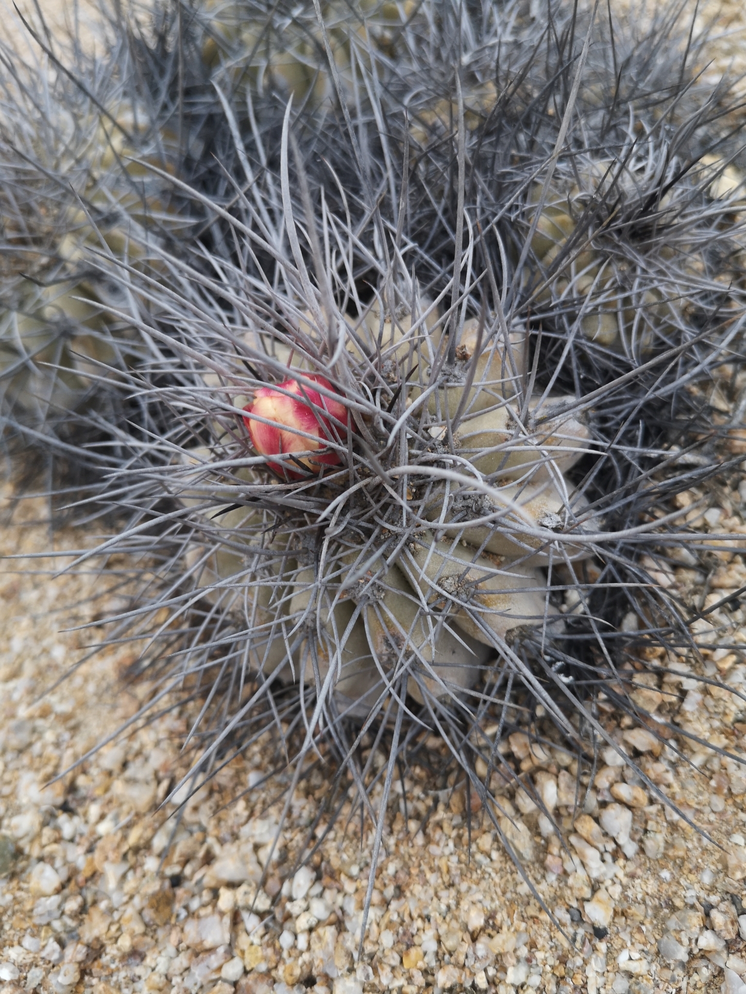Copiapoa grandiflora