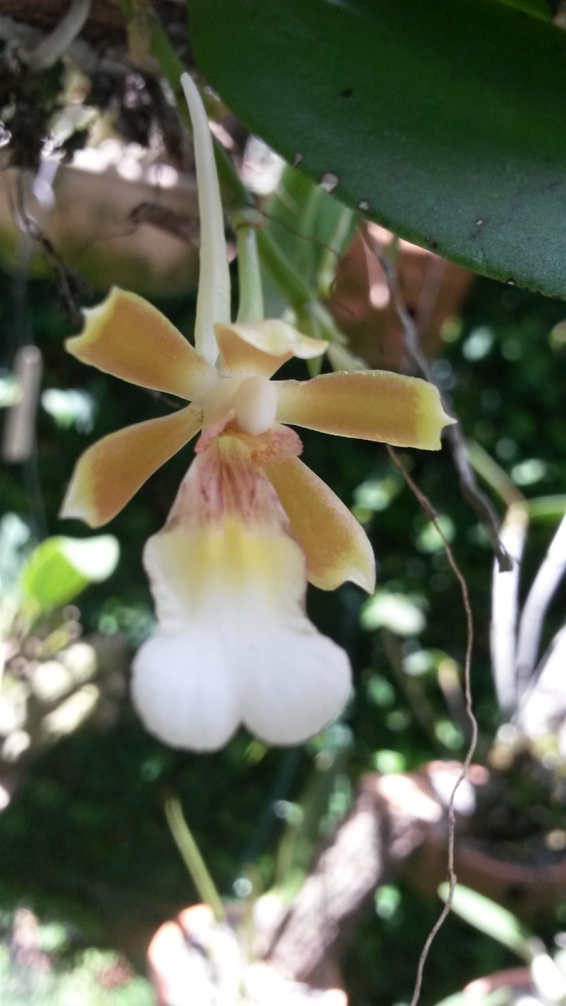 Trichocentrum fuscum