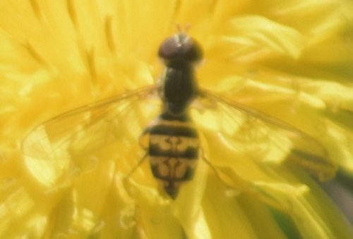 Unknown species found near Capitol Springs, Dane County, WI, USA