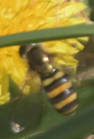 Unknown species found near Capitol Springs, Dane County, WI, USA