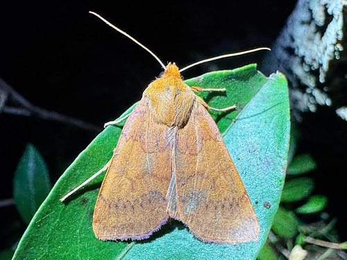 Footpath Sallow photo 5