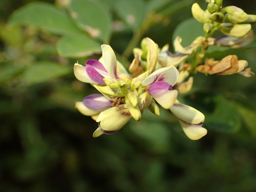 Lespedeza buergeri iNat (3)