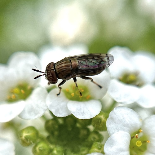 Unknown species found near Lennox Ave NE, Cedar Rapids, IA, US