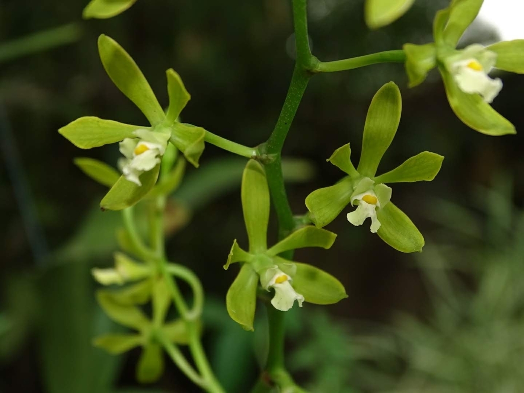 Encyclia bohnkiana V.P.Castro & Campacci 4