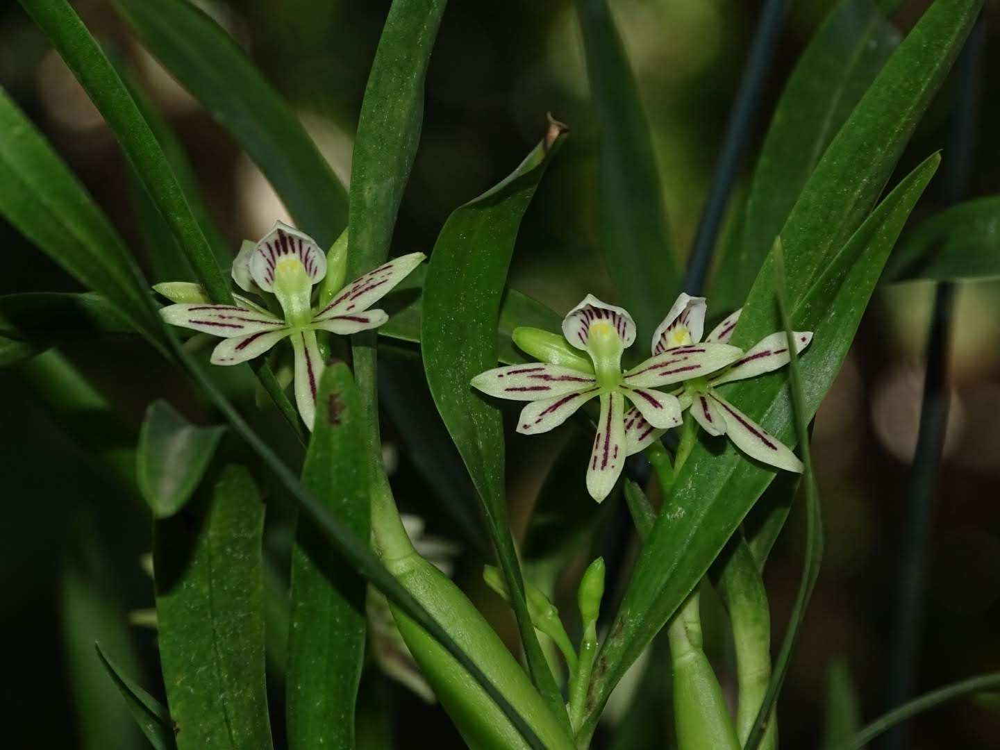 Prosthechea alagoensis