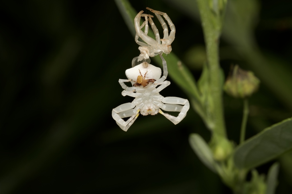 Spectacular Crab Spider