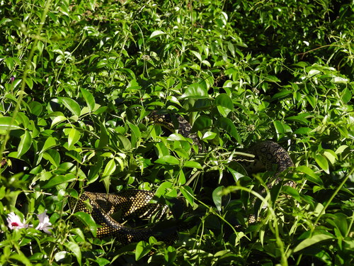 Diamond Python sighting