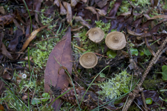 Inocybe cinnamomea
