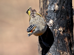 Pardalotus rubricatus