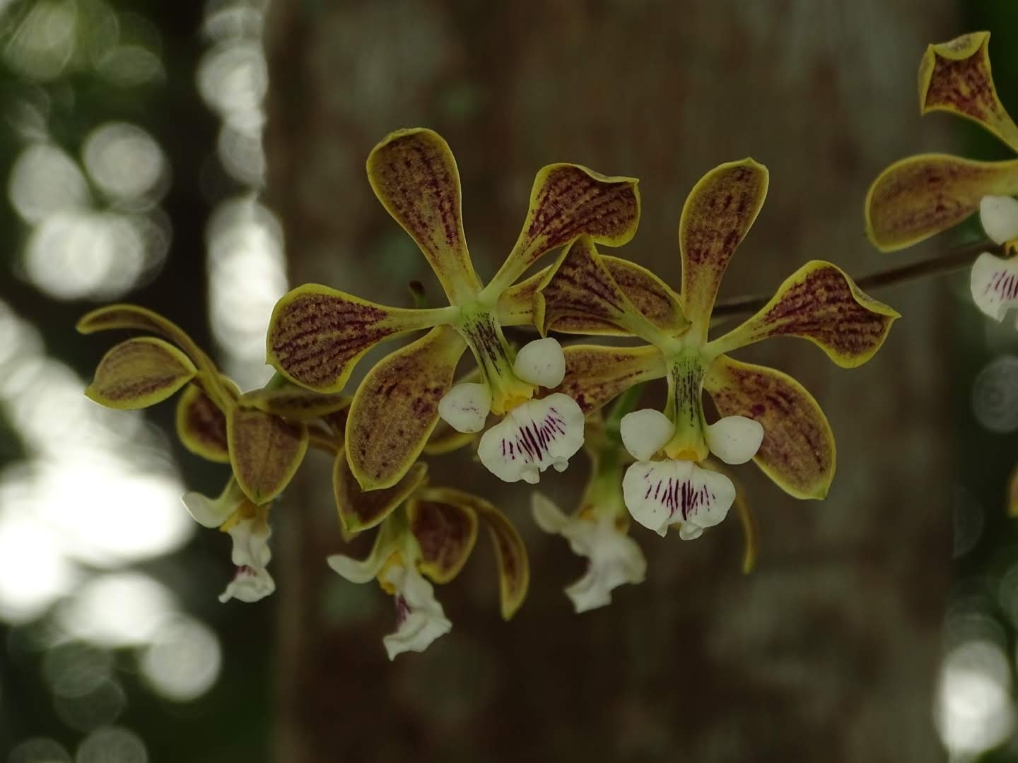Encyclia oncidioides