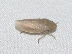 Negosiana