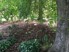 Oryctolagus cuniculus cuniculus