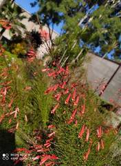 Russelia equisetiformis