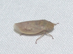 Negosiana