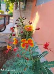 Caesalpinia pulcherrima