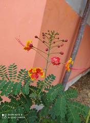 Caesalpinia pulcherrima