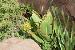 Scadoxus multiflorus multiflorus