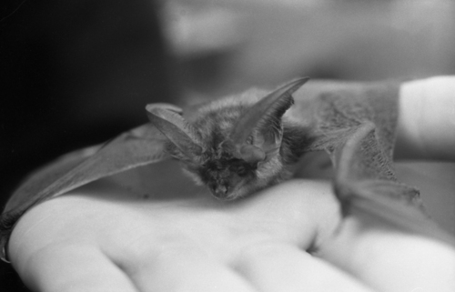 Ognev's Long-eared Bat