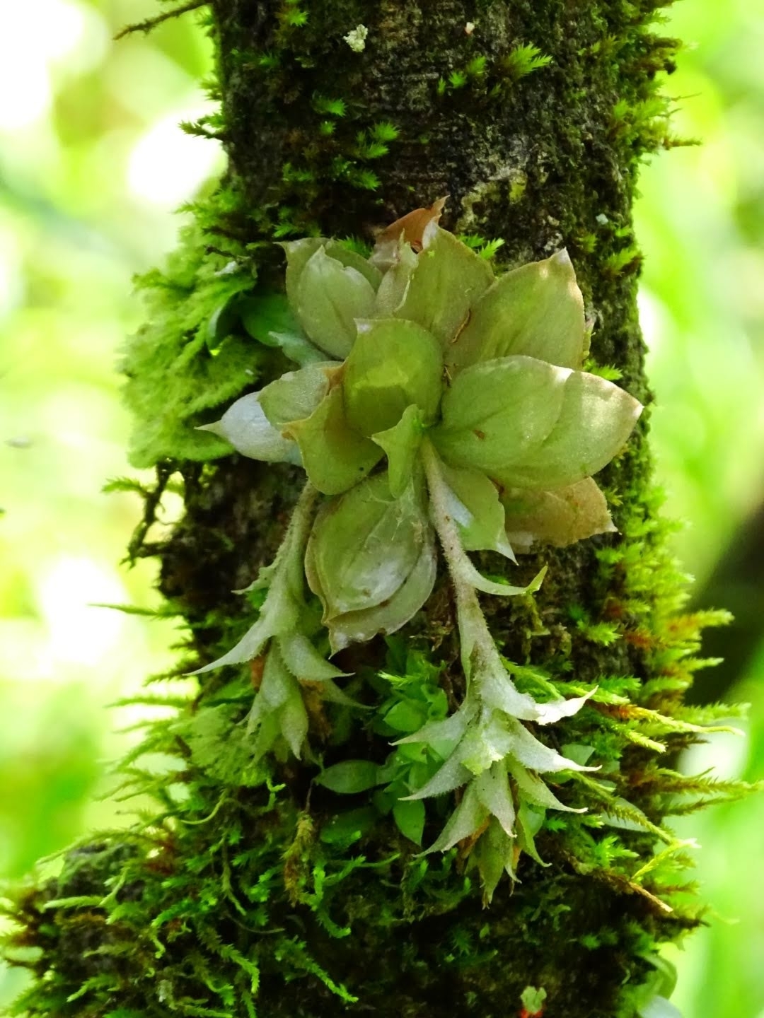 Eurystyles cotyledon