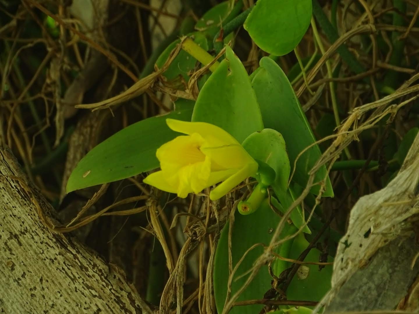 Vanilla palmarum
