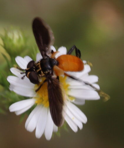 Unknown species found near College Park, MD 20742, USA 