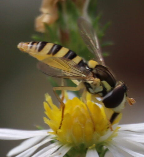 Unknown species found near College Park, MD 20742, USA