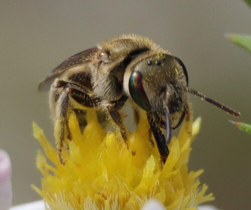 Sweat Bee photo 3