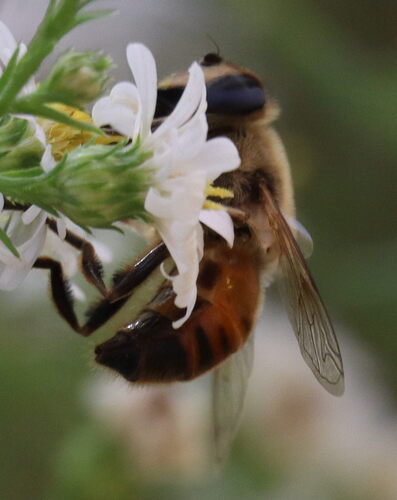 Unknown species found near College Park, MD 20742, USA 