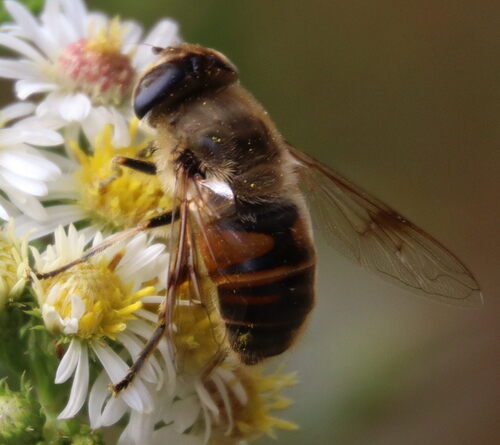 Unknown species found near College Park, MD 20742, USA 