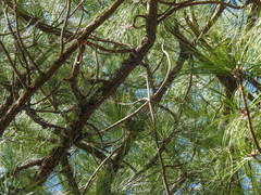 Pinus pseudostrobus