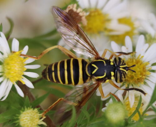 Unknown species found near College Park, MD 20742, USA