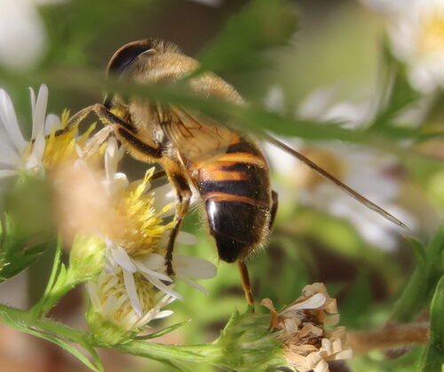 Unknown species found near College Park, MD 20742, USA 
