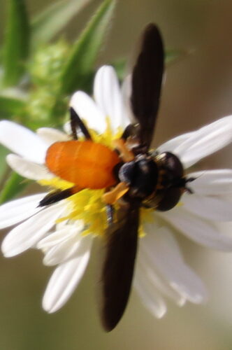 Unknown species found near College Park, MD 20742, USA