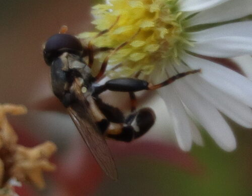 Unknown species found near College Park, MD 20742, USA 