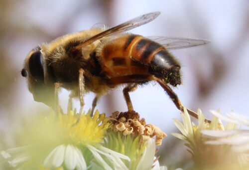 Unknown species found near College Park, MD 20742, USA 