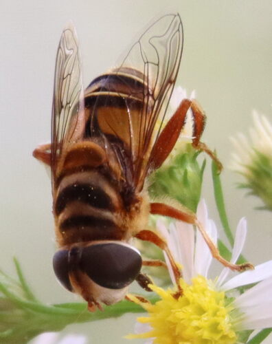 Unknown species found near College Park, MD 20742, USA