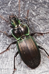 Megadromus antarcticus