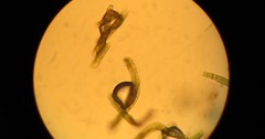 Nostocales