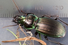 Megadromus antarcticus