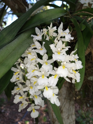 Rodriguezia bracteata