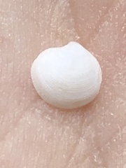 Parvilucina crenella