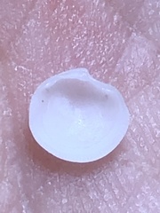 Parvilucina crenella