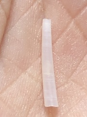 Graptacme eborea