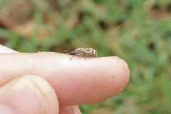 Parapantomorus fluctuosus