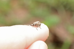 Parapantomorus fluctuosus